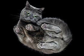 پاسخ تحقیقات جدید به سؤال «چرا گربه‌ها، بعد از سقوط، همیشه روی پاهایشان فرود می‌آیند؟»