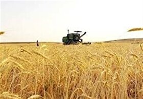 امسال هم در تولید گندم نان خودکفا می‌شویم