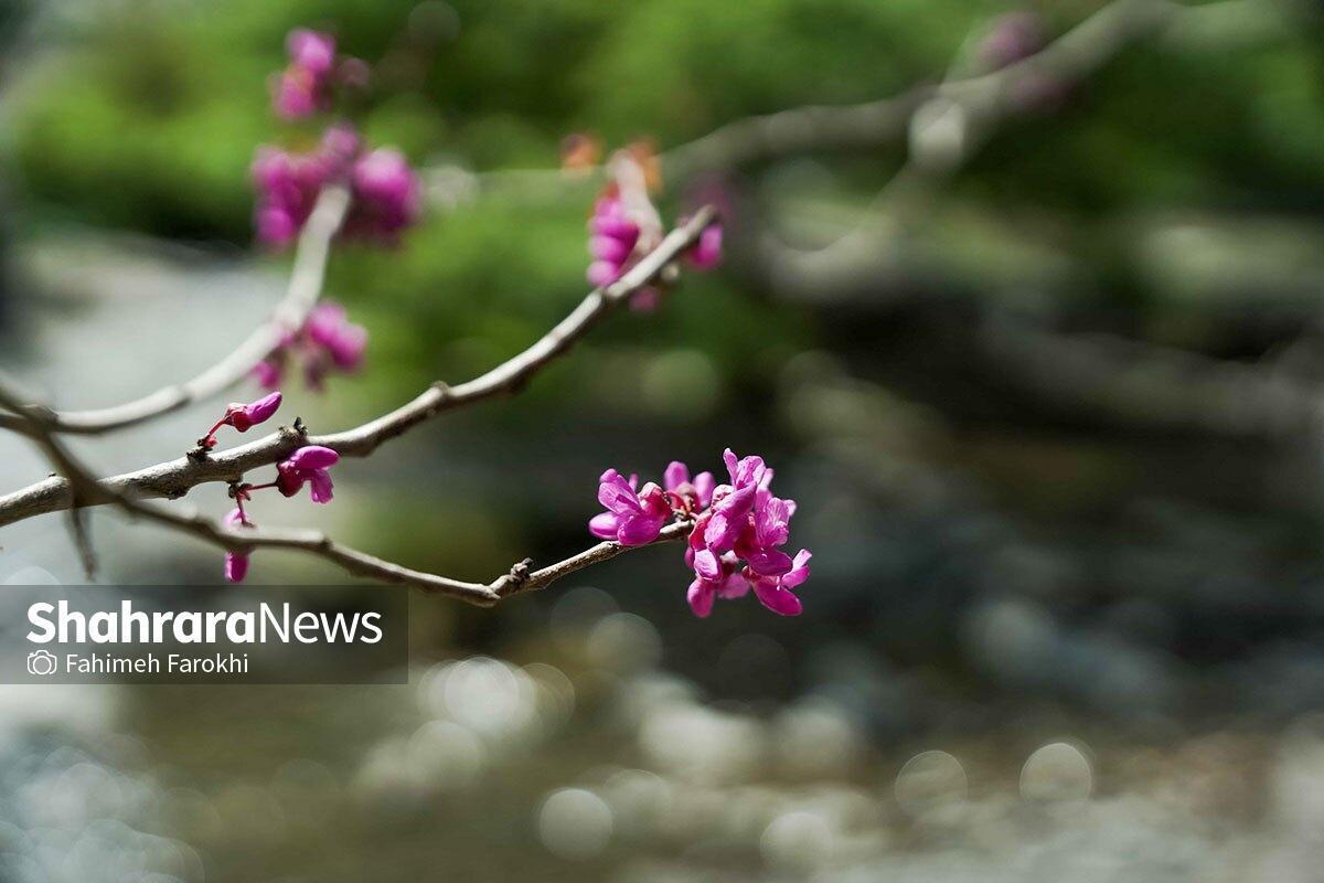 پیش‌بینی هواشناسی مشهد و خراسان رضوی امروز (چهارشنبه، ۲۷ اسفند ۱۴۰۴) | آغاز روند افزایش نسبی دما از فردا