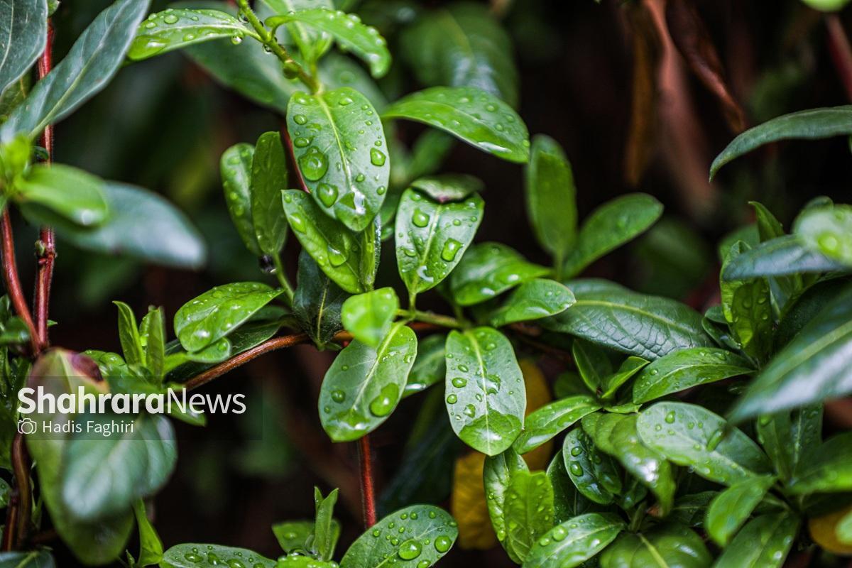 پیش&zwnj;بینی هواشناسی مشهد و خراسان رضوی امروز (جمعه، ۲۹ اسفند ۱۴۰۴) | بارش باران از دوشنبه