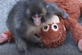 ماجرای «پانچ»، بچه‌میمون تنهای ژاپنی و عروسکش + عکس و ویدئو