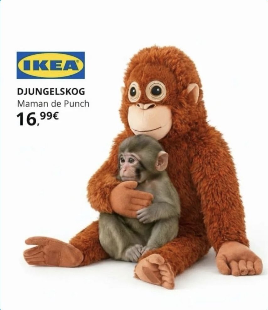 ماجرای «پانچ»، بچهمیمون تنهای ژاپنی و عروسکش + عکس و ویدئو ماجرای «پانچ»، بچهمیمون تنهای ژاپنی و عروسکش + عکس و ویدئو