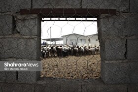 تولد بره‌های پنج‌قلو در ایستگاه اصلاح نژاد شمال شرق کشور | جهش در تولید گوسفندان پربازده بومی + عکس