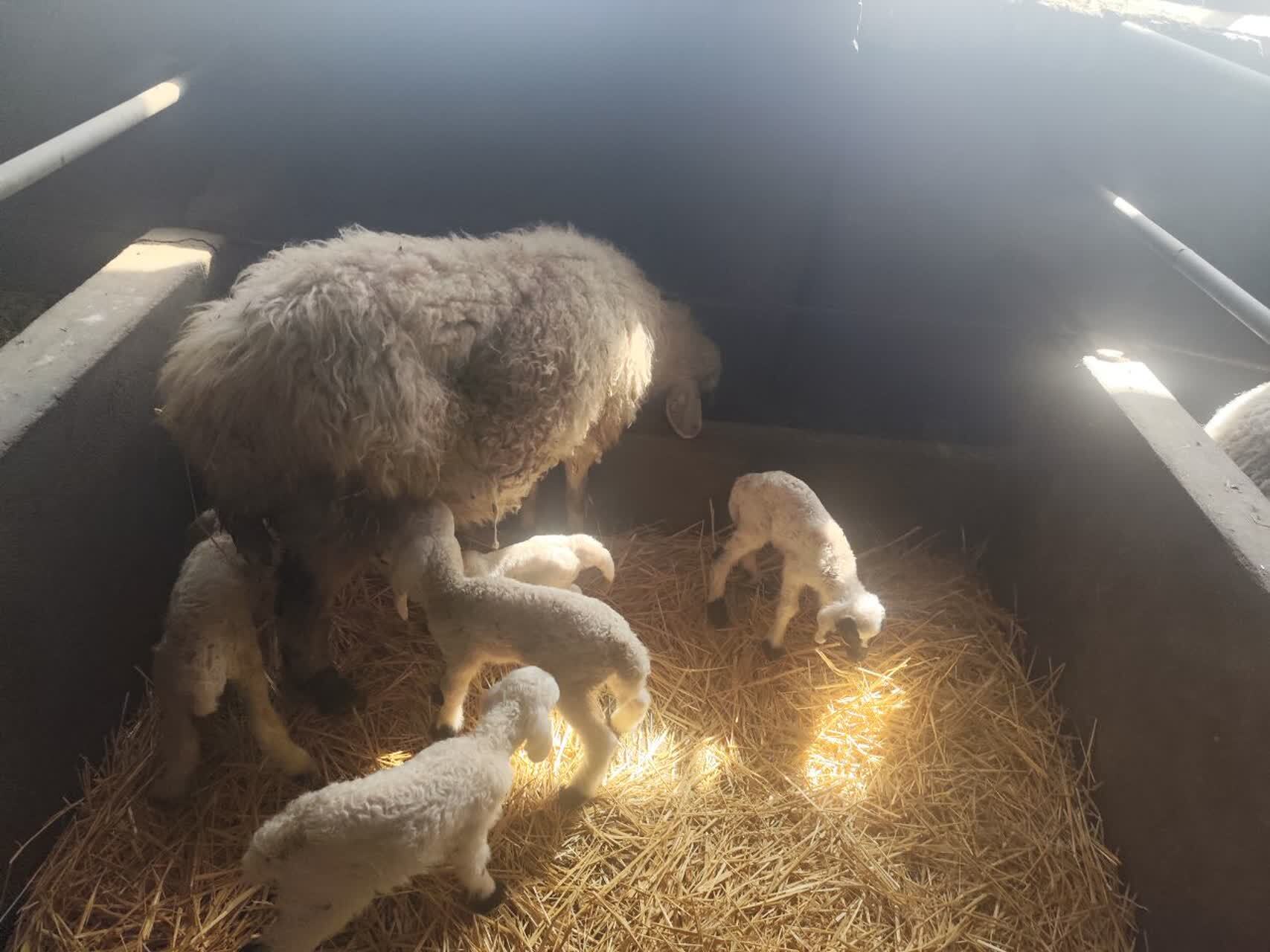 زایش برههای پنجقلو در ایستگاه اصلاح نژاد شمال شرق کشور | جهش در تولید گوسفندان پربازده بومی + عکس زایش برههای پنجقلو در ایستگاه اصلاح نژاد شمال شرق کشور | جهش در تولید گوسفندان پربازده بومی + عکس