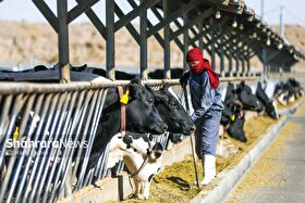 تعزیرات خراسان رضوی آماده ورود به پرونده‌های فروش ربوی نهاده‌های دامی