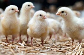 صدور مجوز صادرات تخم‌مرغ نطفه‌دار و جوجه یک‌روزه مازاد