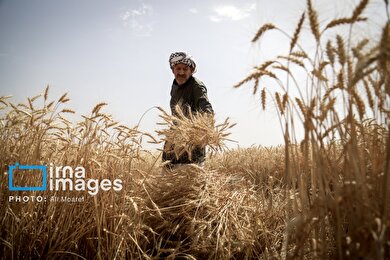 ایران زیباست | برداشت گندم در دشت آزادگان