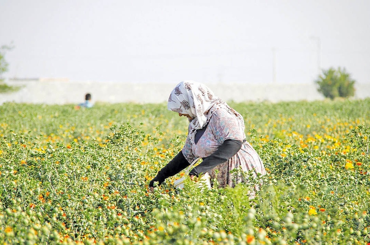 سطح زیر کشت گیاهان دارویی خراسان رضوی بیش از ۲۸ هزار هکتار است 