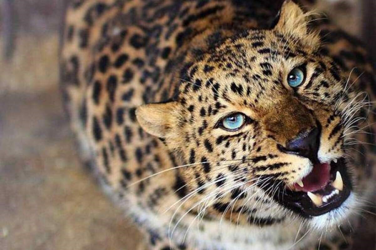 حدود ۱۲ هزار پلنگ و اعضای بدن آن‌ها بین سال‌های ۲۰۲۰ و ۲۰۲۳ در سطح جهانی معامله شده‌اند.