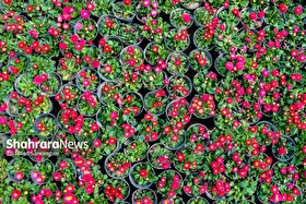                      نمایشگاه گل و گیاه مشهد، فردا (۱۶ اردیبهشت ۱۴۰۴) افتتاح می‌شود                 