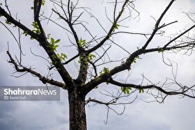 پیش‌بینی هواشناسی مشهد و خراسان رضوی امروز (دوشنبه، ۱۵ اردیبهشت ۱۴۰۴) | مشهد از چهارشنبه خنک می‌شود
