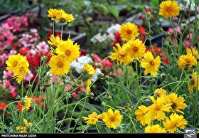                      بیش از ۱۱۰ هزار گل و گونه کم‌نظیر در نمایشگاه گل و گیاه مشهد                 