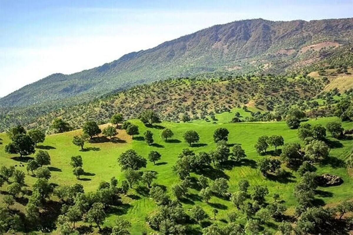 رئیس سازمان منابع طبیعی و آبخیزداری کشور از تدوین سند طرح جنگلداری اجتماعی در حوزه زاگرس با همکاری سازمان برنامه و بودجه خبر داد.