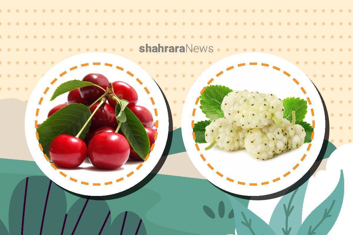خداوند سلامتی ما را در خوردن بسیاری از میوه‌ها و خوراکی‌های خوب قرار داده است. بهار و تابستان فصل میوه‌های خوش‌رنگی است که نمی‌شود از خوردن آن‌ها گذشت.