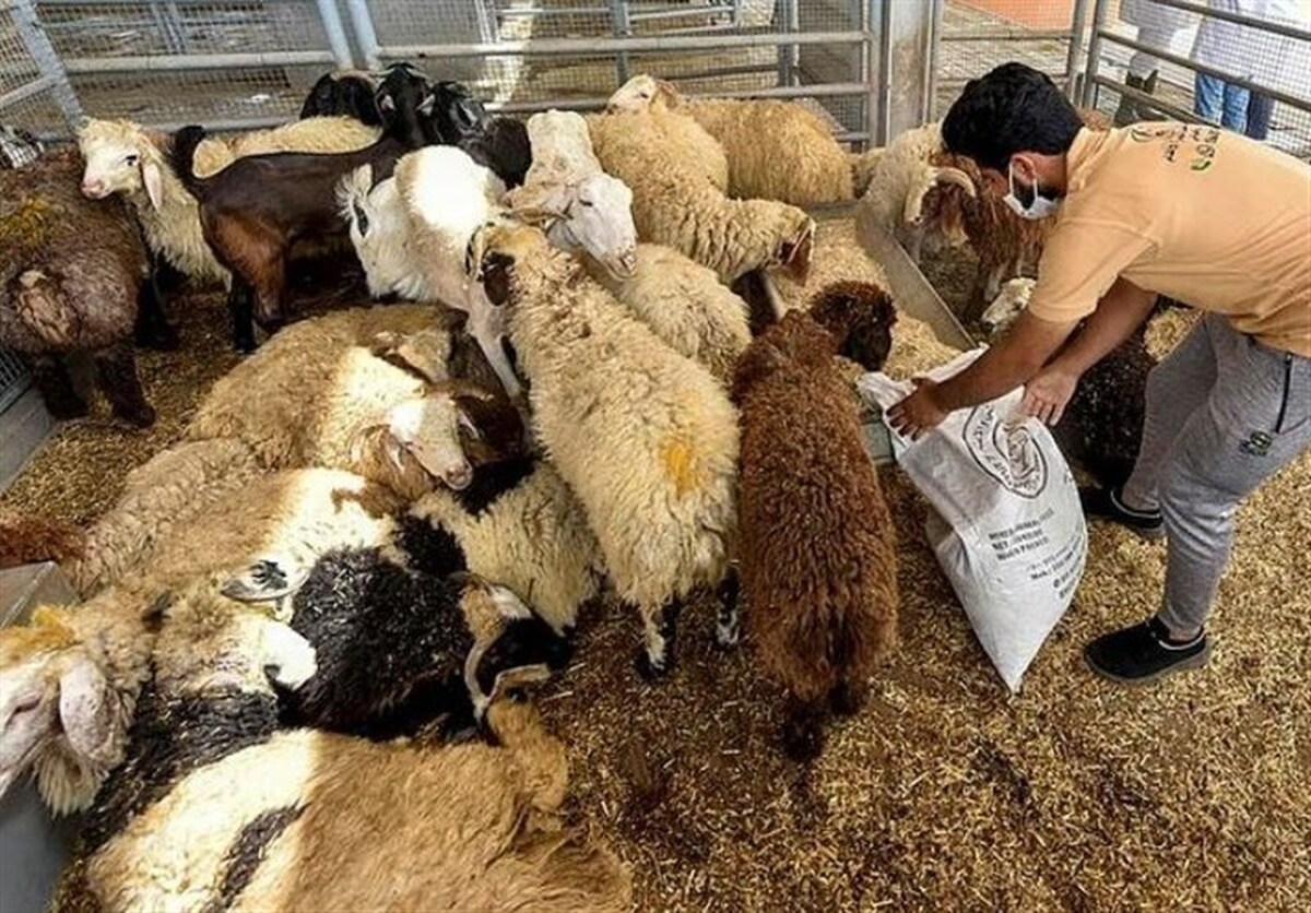 براساس گزارش‌های رسمی منتشر شده از عربستان در استانه عید سعید قربان قیمت دام در این کشور کاهش چشمگیری نسبت به سال گذشته داشته است.
