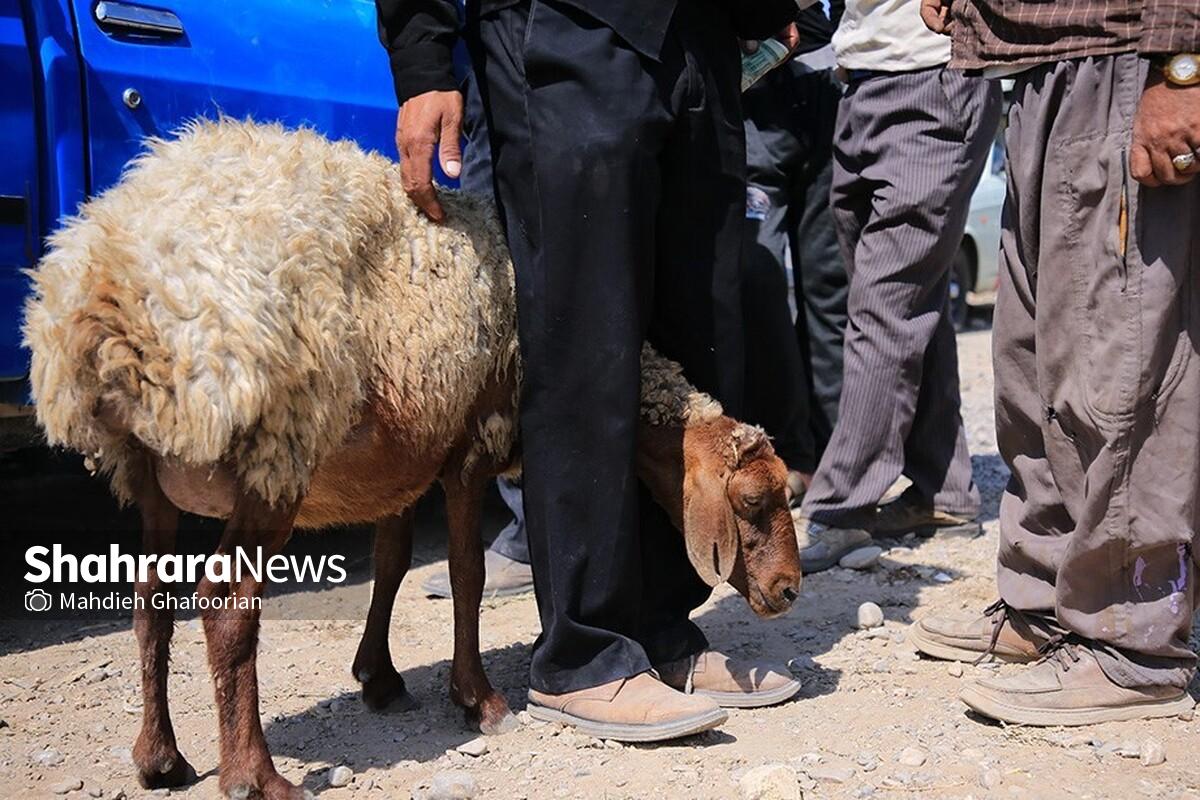پیش‌بینی ۶ مرکز مجاز توسط شهرداری مشهد برای ذبح دام در عید قربان ۱۴۰۴