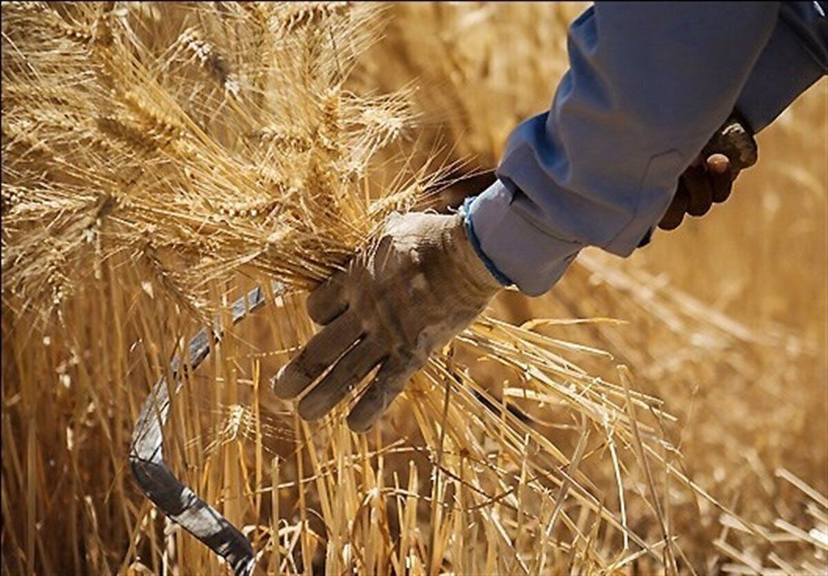 وعده دولت برای پرداخت کامل مطالبات گندم‌کاران تا ۱۰ روز آینده