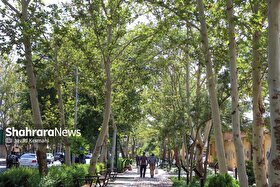                      نجات ۲ هزار چنار در خیابان کوهسنگی                 