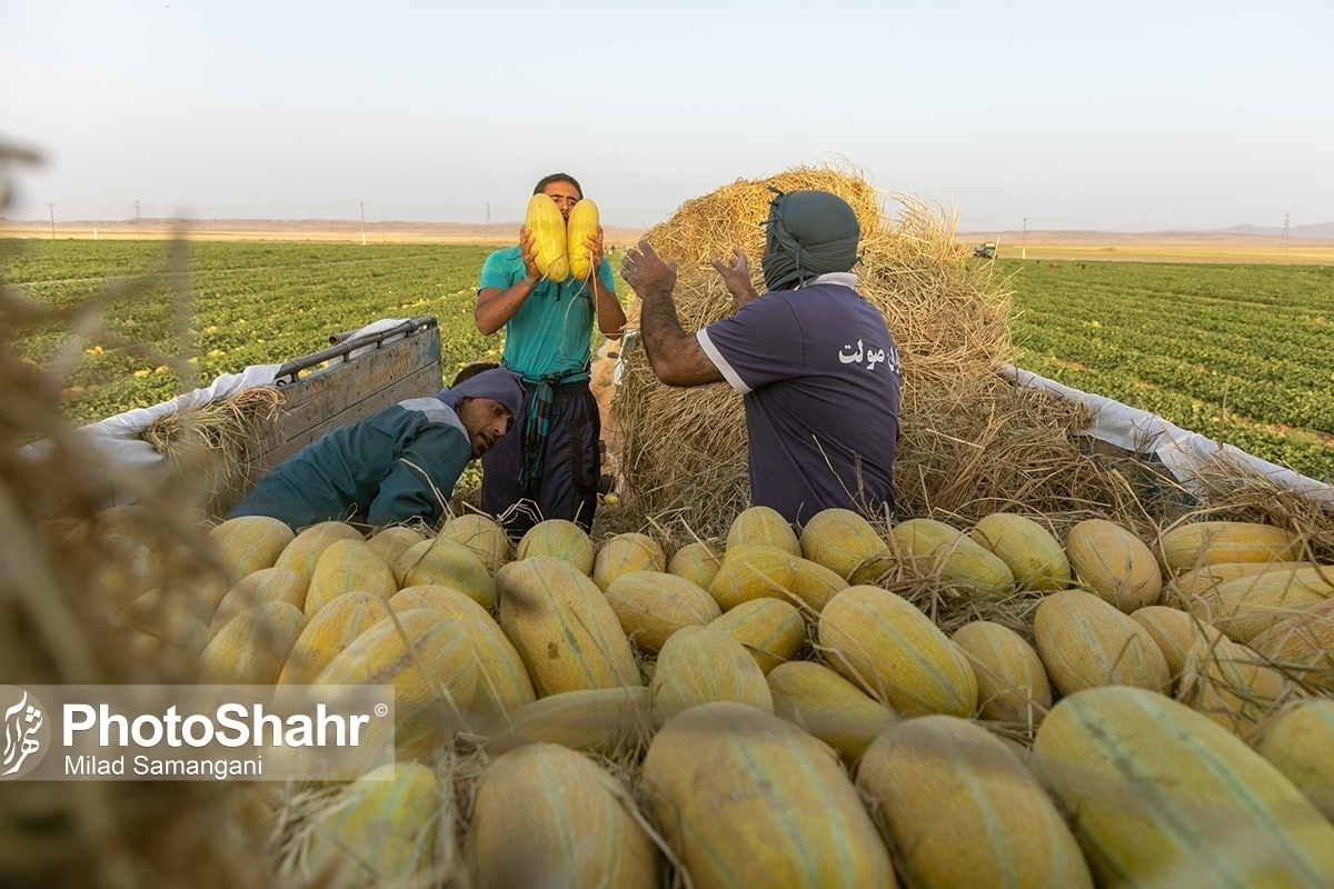قیمت امروز میوه و صیفی جات در مشهد (۲۱ خرداد ۱۴۰۴) | خربزه مشهدی به بازار آمد