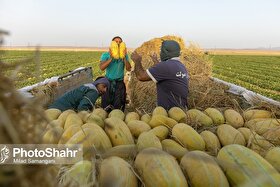 قیمت امروز میوه و صیفی جات در مشهد (۲۱ خرداد ۱۴۰۴) | خربزه مشهدی به بازار آمد