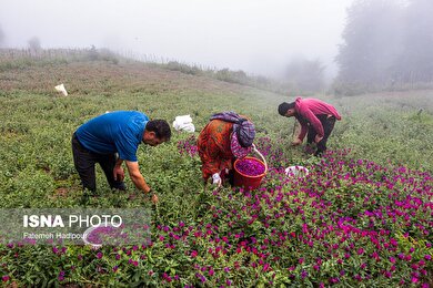 ایران زیباست | برداشت گل‌گاوزبان در روستای «آغوزبن» کندسر