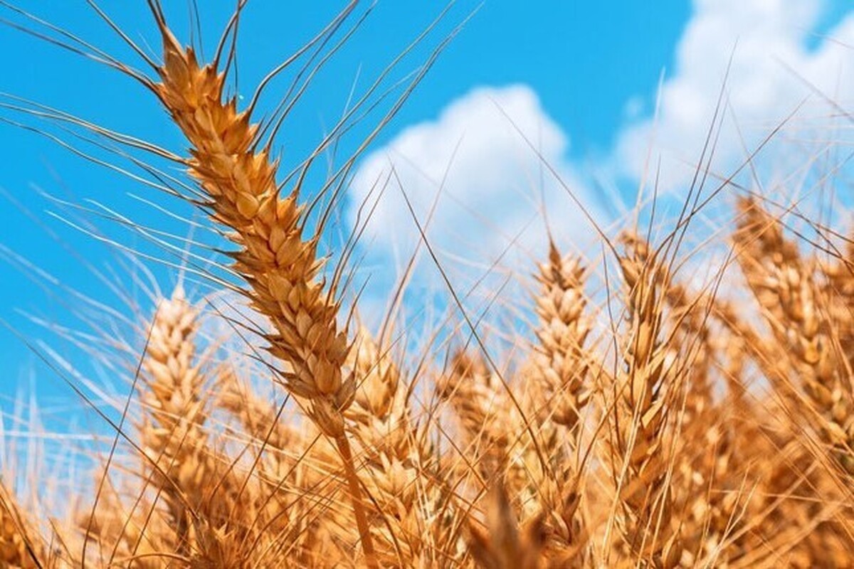 پیش‌بینی تولید بیش از ۲۹۵ هزار تن جو در خراسان رضوی