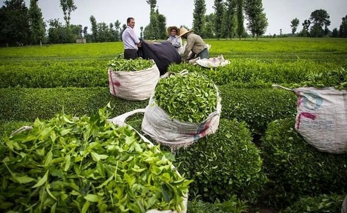 رئیس سازمان چای کشور از خرید ۱۲۱۱ میلیارد تومانی برگ سبز چای از ابتدای فصل برداشت تاکنون خبرداد و گفت: ۶۱۴ میلیارد تومان از قدرالسهم کارخانجات به حساب چایکاران واریز شد و مابقی نیز در روز‌های آینده به تدریج پرداخت می‌شود.