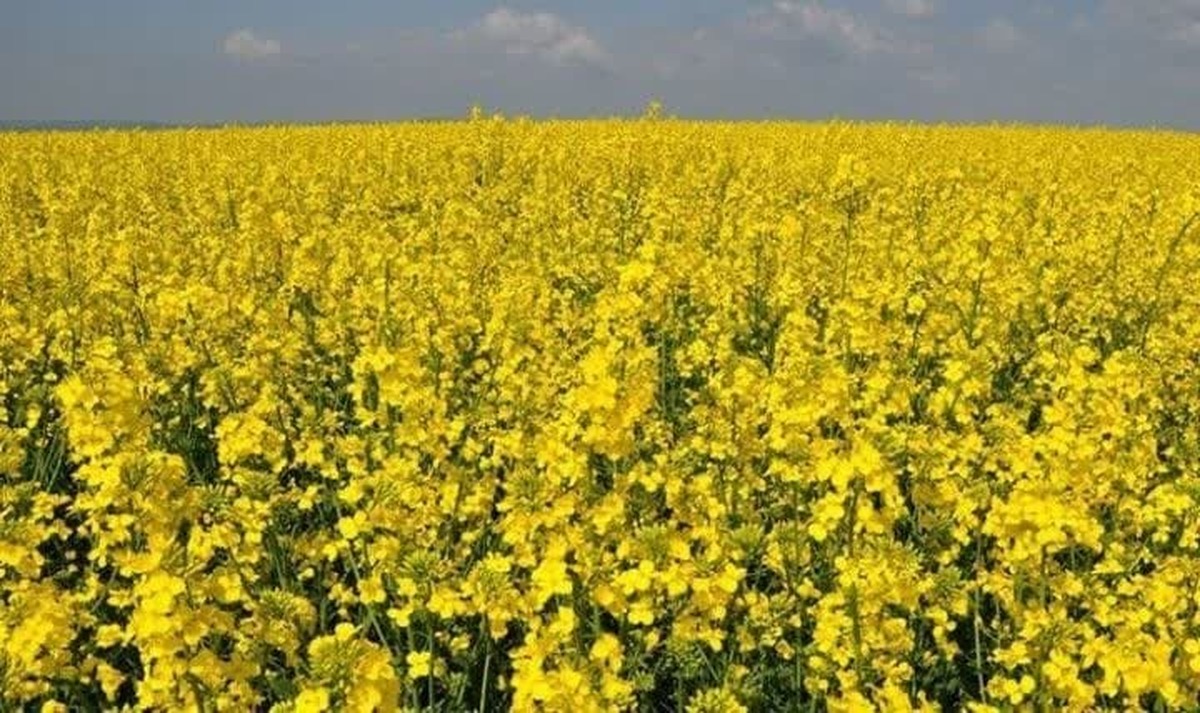 برداشت دانه روغنی کلزا در مزارع شهر مشهد آغاز شد (۳۱ خرداد ۱۴۰۴)