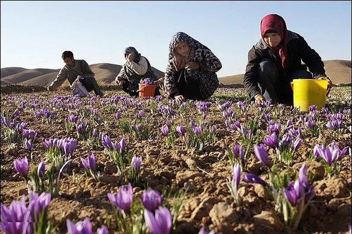 مدیرکل دفتر امور زنان و خانواده استانداری خراسان رضوی با تأکید بر حمایت از زنان کارآفرین و توسعه کسب‌وکار‌های بانوان، گفت: زنان توانمند روستایی نقش مؤثری در اقتصاد کشاورزی دارند.