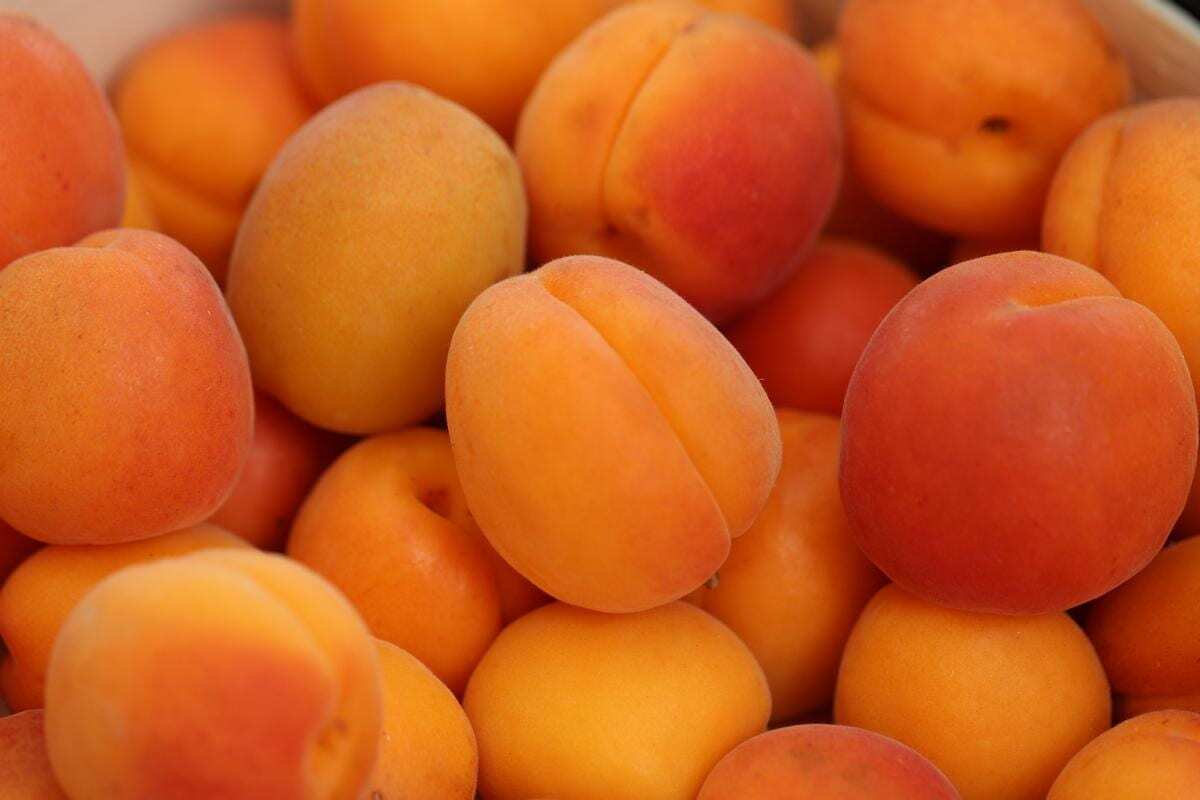 اتحادیه بارفروشان مشهد نرخ عمده فروشی میوه و صیفی جات در میادین تره بار مشهد را اعلام کرد.