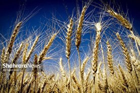 خرید تضمینی گندم به حدود ۵ میلیون تن رسید