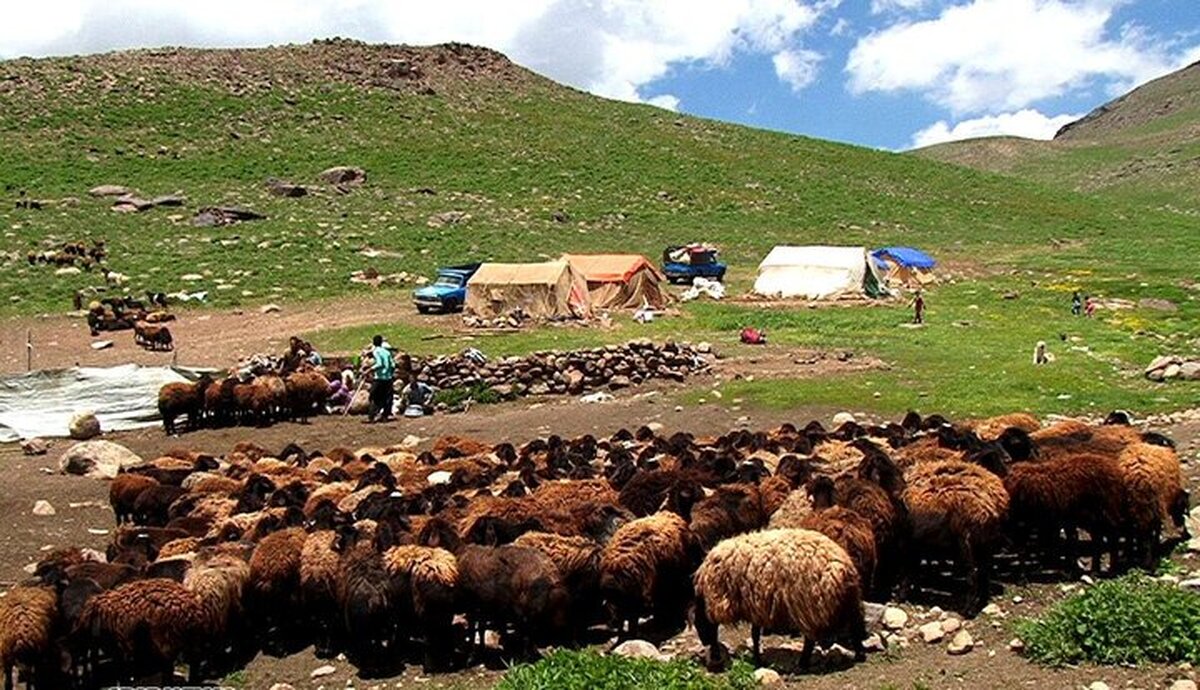افزایش ۴۵ درصدی بهره‌وری زادوولد دام عشایر با اجرای طرح‌های اصلاح نژاد