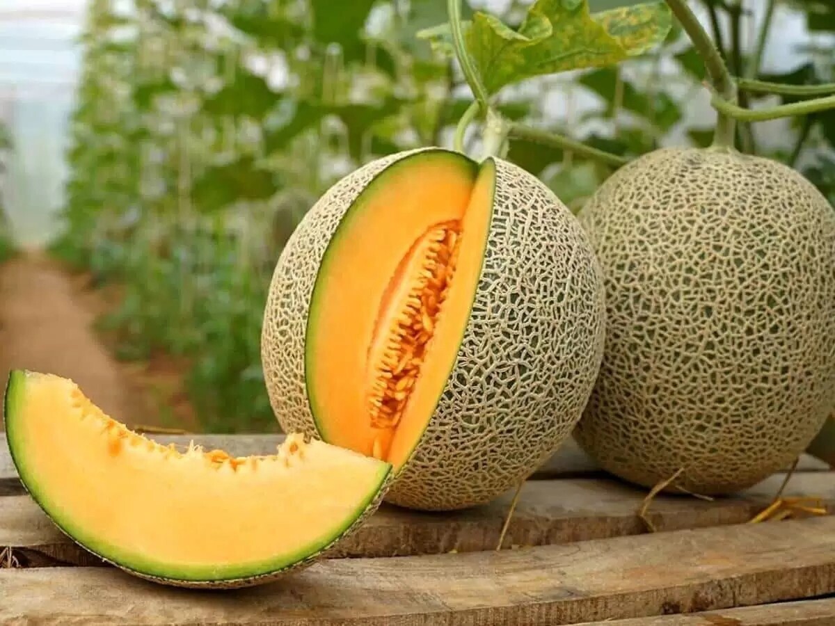 ۷ خاصیت جادویی این میوه تابستانی که شما را شگفت‌زده می‌کند