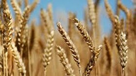 خرید بیش از ۳۳۵ هزار تن گندم مازاد بر نیاز کشاورزان خراسان رضوی