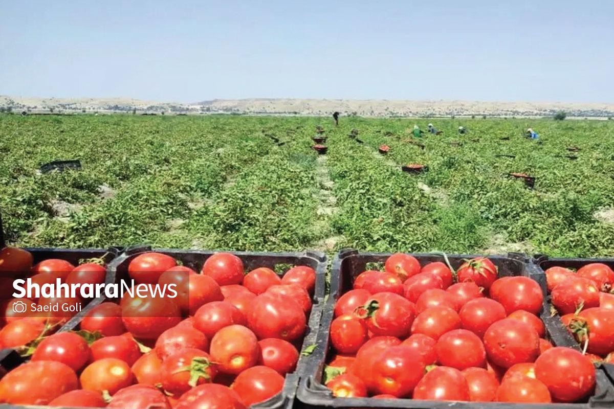 تولید محصول آب‌بر در استان بی‌آب خراسان رضوی!