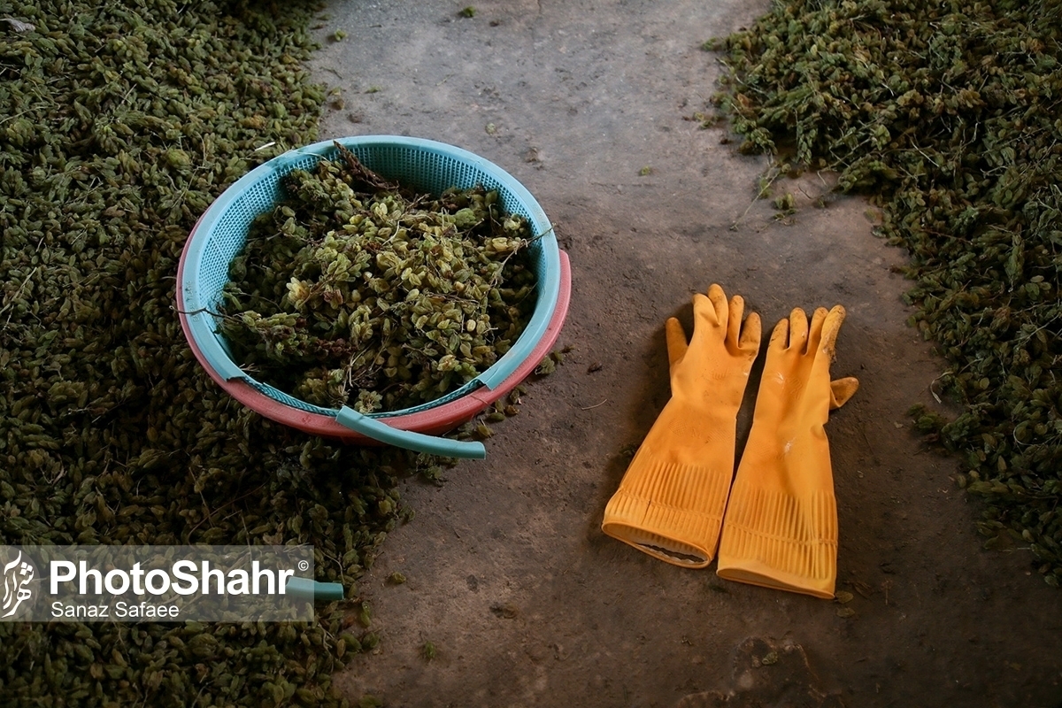 خسارت ۱۰ همتی قطع برق در ۵ ماه گذشته از سال‌ ۱۴۰۴ برای کشاورزان خراسان رضوی