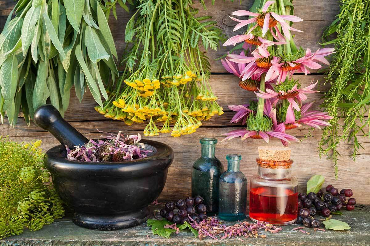 چگونه با گیاهان دارویی فشار خون بالا را مدیریت کنیم؟