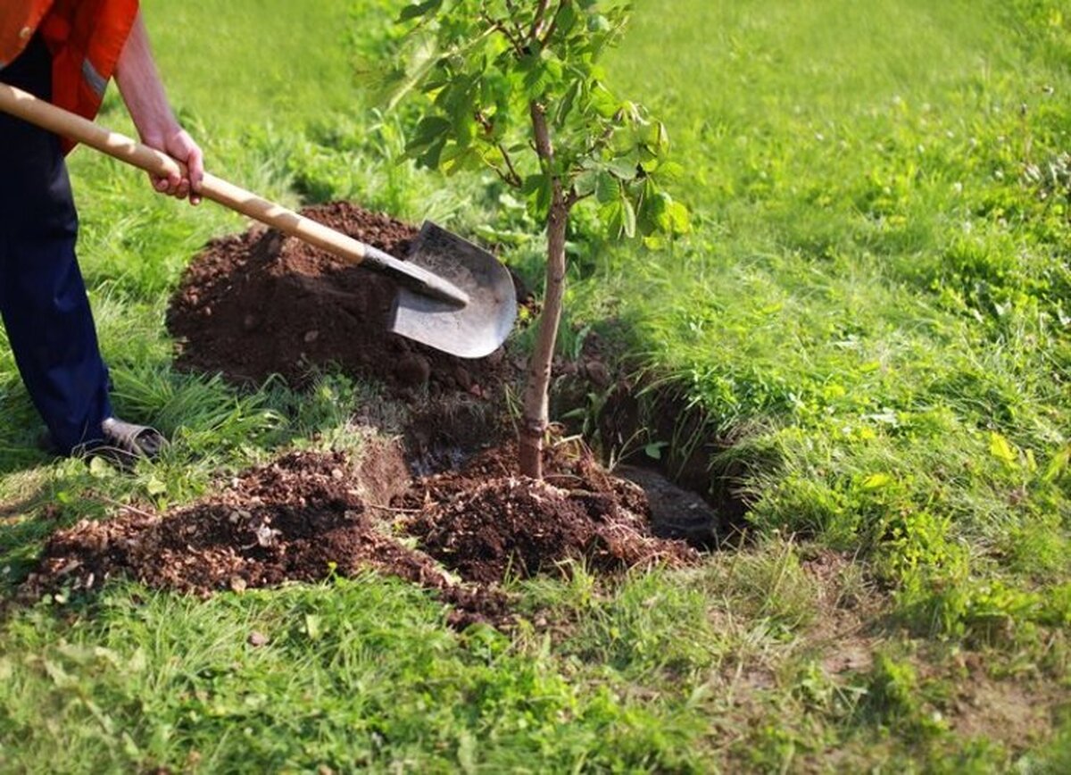 الزام سیاست‌گذاری دقیق برای کاشت یک میلیارد درخت