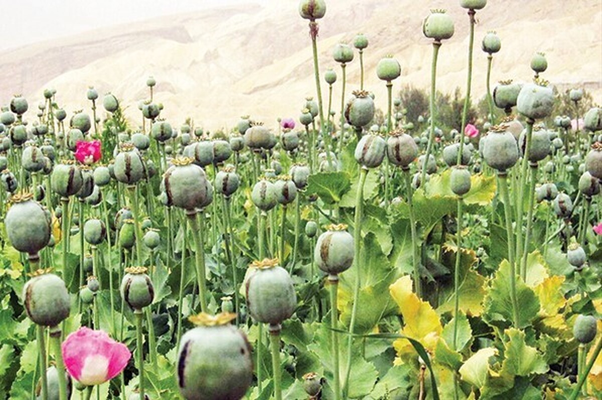 پاسخ سازمان غذا و دارو به نگرانی جامعه درباره کشت خشخاش در کشور