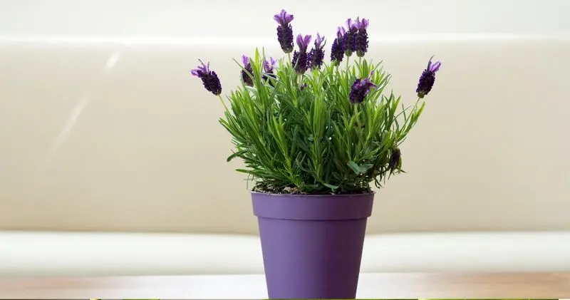 اسطوخودوس