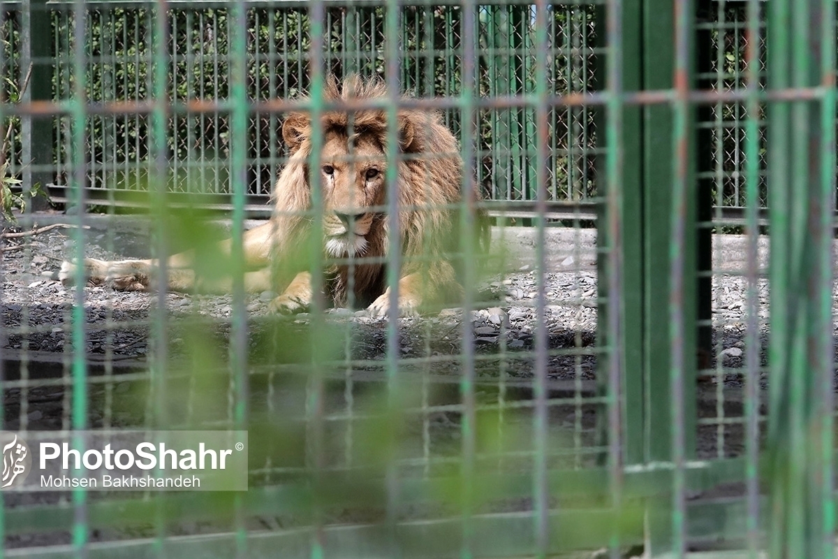 یک فعال حقوق حیوانات: ادارات کل دامپزشکی، مسئول بسیاری از اتفاقات تلخ باغ وحش‌ها هستند | باغ وحش‌ها انگیزه‌ای برای درمان حیوانات پا‌به‌سن‌گذاشته ندارند