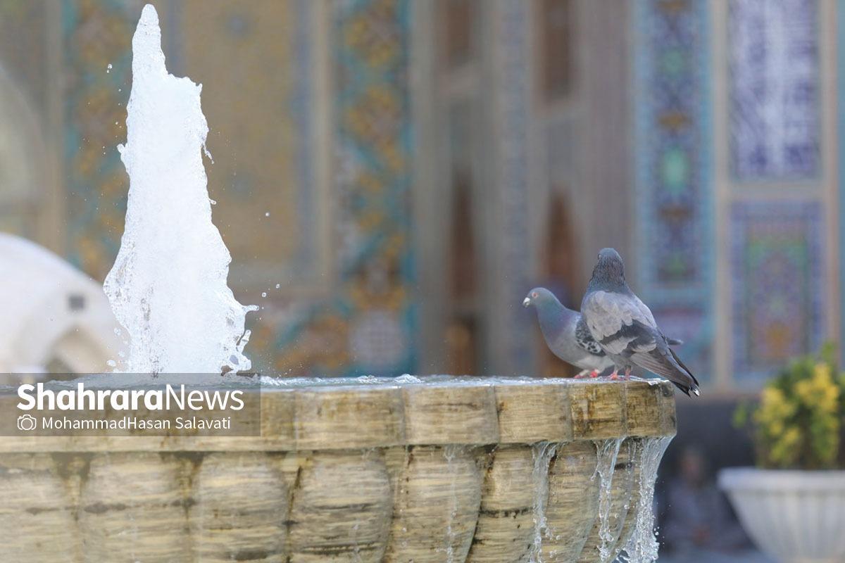 جنون یک مرغ مهاجر