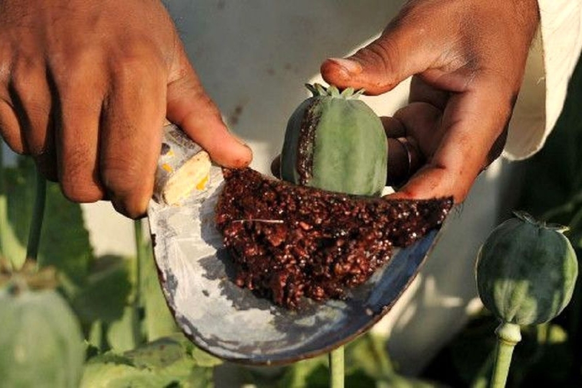 آمار قابل‌تأمل درباره کِشت غیرقانونی مخدر در کشور