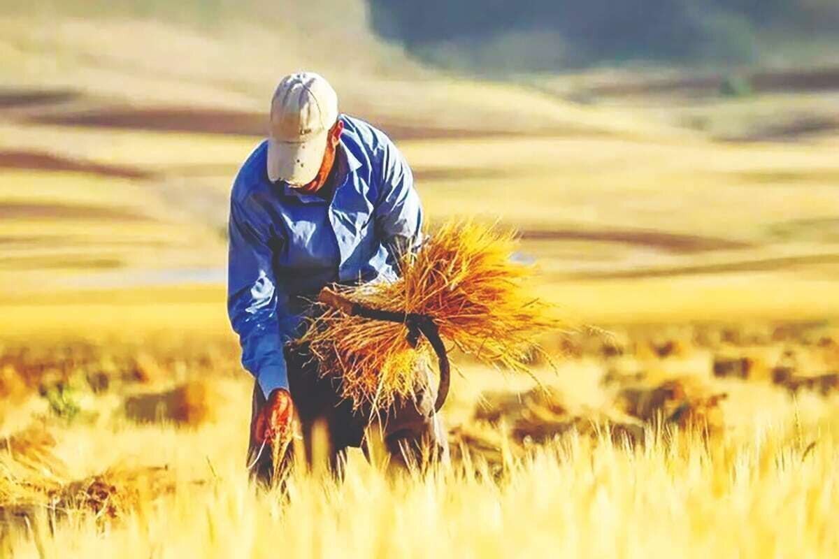 نرخ پیشنهادی خرید تضمینی گندم ۳۲ هزار و ۵۰۰ تومان