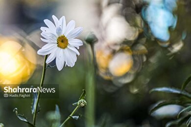 گزارش تصویری | پاییز بهاری مشهد