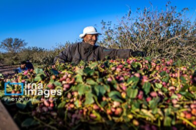 گزارش تصویری | تولید پسته از زمین تا بازار