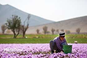 گل تازه زعفران در خراسان رضوی امروز چقدر قیمت دارد؟ (۱۶ مهر ۱۴۰۴)‌