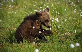 سرنوشت توله خرس گمشده پارک پردیسان در هاله‌ای از ابهام