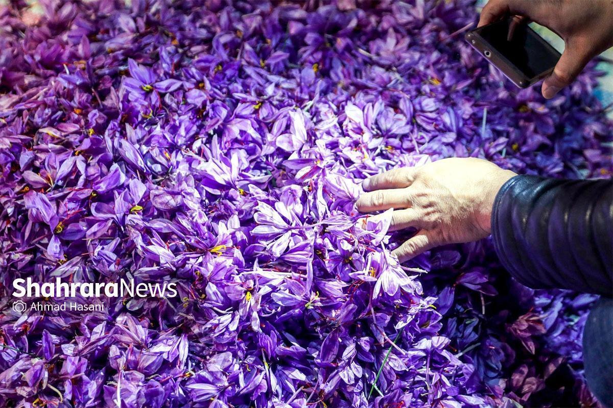 زعفران خراسان رضوی کیلویی ۲۰۰ هزار تومان ارزان‌تر شد (۱۹ مهر ۱۴۰۴)