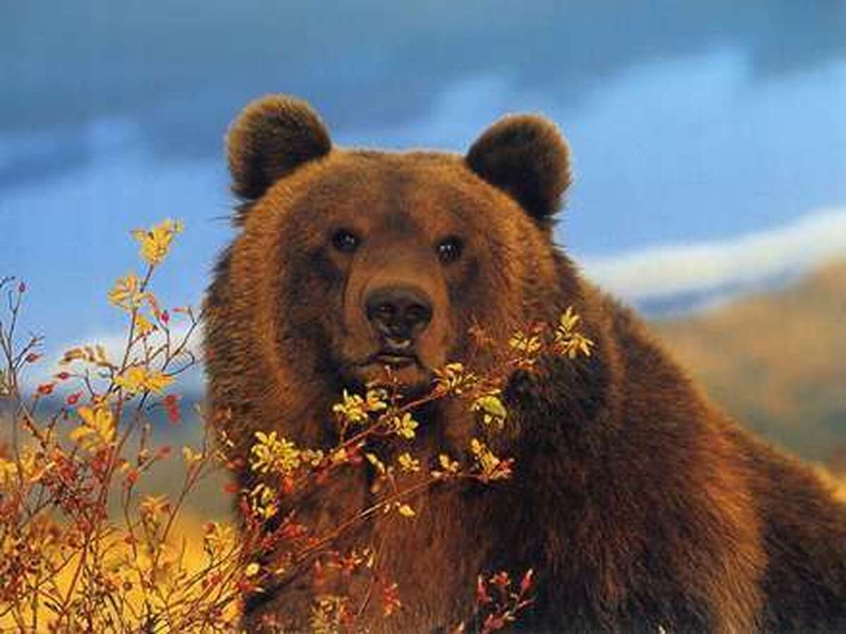 مشاهده یک قلاده خرس قهوه‌ای با ۲ توله‌اش در ارتفاعات مراغه + فیلم